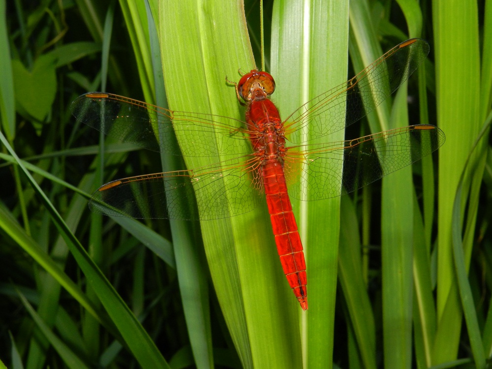 ID libellula rossa